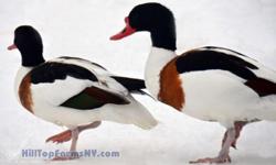 I have for sale One 2013 hatch European shelduck Male. He is in perfect shape and in good condition. Shipping would be on weather permitted days.