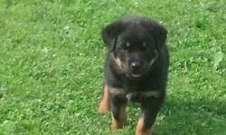 We have 3 Excellent quality AKC Rottweiler puppies that are ready to go now. We would be proud to see any of these puppies in this litter shown. We have 1 male and 2 females. They were whelped on May 16th 2013. They have been vet checked, dewormed and