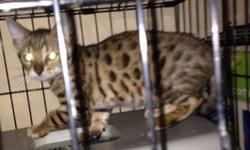 beautiful bengal cat SHOW QUALITY if interested Negotiable , call me or text me at 516-984-7015
This ad was posted with the eBay Classifieds mobile app.