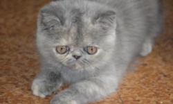 Wonderful Persian Kitten is looking for a loving family. She has a wonderful blue and silver coat and bright copper eyes. Her coat is very short and soft. She is very energetic and loves to play. She has a wonderful personality and gets well along with