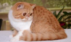 Very striking red spotted tabby and white Exotic shorthair male kitten available. He is fully vaccinated and microchipped. Ready to leave. If you are interested please send an email with a little bit about yourself, location and any other pets you have.