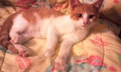 exotic shorthair kitten, male, 5 months old. This breed is known as the "lazy man's persian". If interested email me your name and phone # and I will get back to you. Male is $200.
