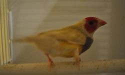 we have some nice fully colored gouldian finches. males and females are available extremely nice color on these birds will make great pets.
green back goudlian 55 each
yellow back gouldian 65 each