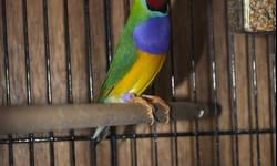 some very nice and colorful gouldian finches available now.
green backs 55 each
yellow backs 65 each.