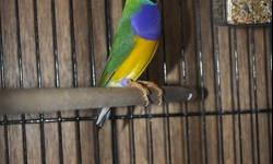 some very nice and colorful gouldian finches available now.
green backs 55 each
yellow backs 65 each.