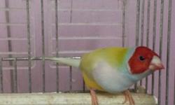 Some fully colored gouldian finches available now
Green backs 55
Yellow back 65