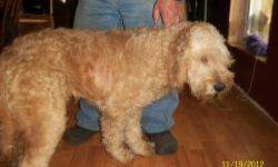 EXTREMELY CUTE FEMALE GOLDENDOODLE 3 YEARS OLD
Very unique cream coloring. She is great with children of all ages. She is so lovable!! We love her!!
The Goldendoodle is usually bred to be a family companion dog. It may suit families with mild dog