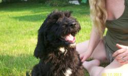 EXTREMELY CUTE SPRINGERDOODLE PUP 12 WEEKS OLD
Black with White chest. Beautiful marking. He is so lovable!! We love him!!
The breed is a cross between the English Springer Spaniel and the Standard Party Poodle. Over the years the purchase of