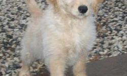 1 English Cream baby boy- F1 medium sized (45# full grown) cream colored and english cream colored Goldendoodles. microchipping, 3 year health guarantee, 1st and 2nd shots and de-worming as well as vet exam and CKC registration. Parents are fully health