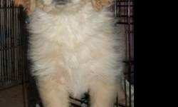 We have 3 babies available, F1 medium sized (45# full grown) cream colored and english cream colored Goldendoodles. 2 boys and 1 girl. They come with microchipping, 3 year health guarantee, 1st and 2nd shots and de-worming as well as vet exam and CKC