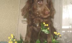 REG. F1 MALE LABRADOODLE PUPPIES READY TO GO!! PLEASE CALL OR TEXT 585-808-2222 TWO CHOCOLATE MALES AVAILABLE