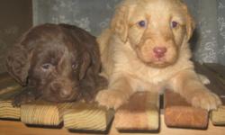 F1B LABRADOODLE PUPPIES 3 CHOCOLATE FEMALES , 1 APRICOT MALE AND 4 CHOCOLATE MALES. PARENTS ARE DOUBLE REG. AKC AND CKC. MOM A CHOCOLATE STANDARD POODLE WITH GRANDPARENT CHAMPION BLOODLINES AND DAD A SOLID CHOCOLATE MALE WITH GRAND CHAMPION HUNTING