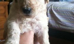 Goldendoodle puppies. Born 4th of July. First shots and worming. $700. Call 585-739-3952