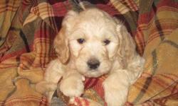 A beautiful litter of F1b puppies were born March 10th--ready for their forever homes around the 5th of July ! AKC poodle mom has an amazing temperament that she passes down to her babies. CKC goldendoodle dad is fully health tested, has an absolutely