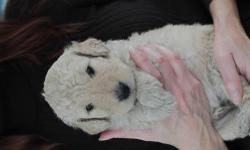 We had a litter of F1b Havapoo puppies on March 4 from Sable and Sisco. There are three girls available. They will be ready for their new homes at eight weeks of age on April 29. They will have their first set of shots and routine dewormings. They will be