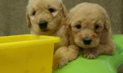 See bestGoldendoodles.com for more pictures and info
