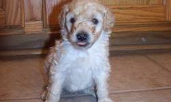 We had a litter of F1b Miniature Goldendoodle puppies with Lilly and Spencer on 7/28. They are eight weeks old now and ready for their forever homes. Lilly has four girls available. Then Ellie had her minis on 8/3. She has four available boys that will be