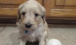 We had a new litter of F1b Miniature (20 to 30 pound) Goldendoodle puppies. They will be ready for their new homes at eight weeks of age. We are now taking deposits on this litter. The puppies will be neutered, come with their first set of shots and