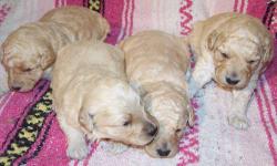 We had a litter of F1b Miniature Goldendoodle puppies with Rosie on April 22. These puppies should grow up to be around 20 to 25 pounds, they will not shed, and they will be fine for people with allergies. They will have their first set of shots along