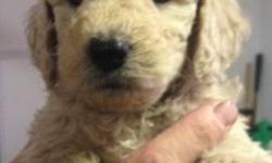 We have a new litter of Petite Goldendoodle puppies from Livey and Reno which will be ready for their forever homes at eight weeks of age on 7/18. They will be neutered, have their first set of shots, and will be vet certified healthy. I give a two-year