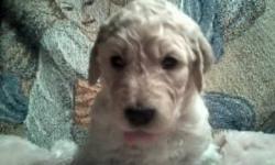F2 GoldenDoodles. Nonshedding/hypoallergenic. Parents on premises. Born 9-11-12/ready for "Forever Homes" 11-6-12 with health certificates. Creams and tans. Please call (585) 768-4718 to set up an appointment to visit.