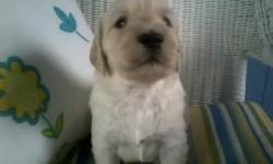 F2 Goldendoodles. Nonshedding/Hypoallergenic. Parents on Premises. Ready with Health Certificates for Forever Homes on 5/16/13. 4 males/ 3 females. creams/tans