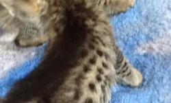 TICA registered F5 savannah kittens, taking deposits now to hold. They are raised in our home with free range, allowing them to be socialized with children, other cats, and dogs. Kitten contract and guarantee must be signed before bringing kittens home.