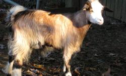 We have 11 goats available. Ages ranging from 6 months to 12 years. We have package deals for multiple goats. They really need to find homes. They are all registered with MGR, some with IFGA and MSFGA. We have does and 1 buck. Prices are posted on our