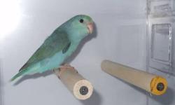 WELCOME TO WWW.PARROTLETAVIARY.COM 'S CLASSIFIED AD.
WE NOW HAVE A BLUE POSSIBLY TURNING TURQUOISE FALLOW FEMALE WHICH CAME FROM A LUCIDA TURQUOISE SPLIT FALLOW AND AN ALBINO. THE ALBINO HAS WHITE FACE AND SILVER FALLOW IN HER BLOODLINES AS WELL. SHE IS