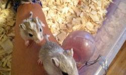 "Gerbils are the Gift of Joy"
I have gerbils currently available for same day pick up after completing my Gerbil Adoption Application.
My site: https://sites.google.com/site/kayskritterznycgerbilbreeders/home
***
Here are 6 GREAT reasons why Kay's