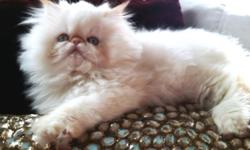 We are offering an outstanding Female Flame Lynx Point Himalayan PERSIAN Kitten. CFA - Cat Fancier's Assoc. Registered. This is an incredibly beautiful, young and hardy baby that is ready to go to her forever home. She is Pet Priced at $850. This girl has