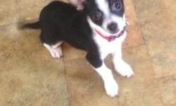 Sweet short coat purebred, registered chihuahua puppy. Has first shots and wormings. Has registration papers. Raised in a family environment. Used to children and other animals. Ready to go