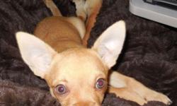This is our last available puppy in the litter! He is a super loving and adorable little male Chihuahua puppy. He's actually the most playful and energetic one of the litter! He was born on 3/27/14 and is ready to go home now. His color is getting lighter