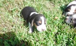 AKC beagle puppies. Excellent hunting lines, both parents are great hunters. Would make for an outstanding gun/field dog or a first class family pet. Both parents are very gentle. Raised with young children. First shots dewormed.
The pups will not be
