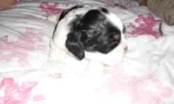 I have a female akc cocker spaniel puppy that will be ready in time for christmas,, she will come with full registration,,, 1st shots and 1st worming,,she is raised in a family situation, mom and dad are on the property, I will take deposits and or