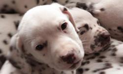 *****Price Reduced ************ 1 sweet girl needs a family of her own. She is just the right age to meet new friends and start her training classes !!!
I strive to breed a Dalmatian that is a sturdy, loving, family companion. My dogs and puppies are