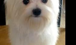 Three snow white female purebred Maltese puppies for sale. They will be ready on 11/14/14 and comes with AKC limited registration and a one-year health guarantee. Cost is $1200 plus sales tax. To reserve the puppy of your choice, a non-refundable deposit
