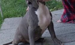 NO EMAILS, NO CALLS AFTER 11PM EST
Beautiful Female American Bully (pitbull) Puppy
Fully up to date on vaccines and ready for her new home
Her mother is- 90lbs
Her Sire is 100+ lbs
Bloodlines:
Xtreme Bully & Razors Edge
Asking $500- SERIOUS INQUIRES ONLY