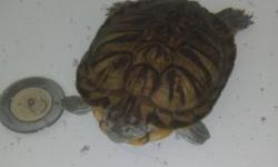 Female and male turtles for sale. Female is 3 yrs old and male is 1 yrs old. There very healthy, and friendly and looking for a permanent home if interested email me.