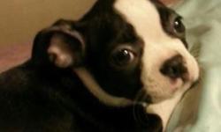 Hello everyone, I'm trying to find a safe loving home for my female Boston terrier puppy. This breed makes great pets ! They are loads of fun and great with children. A Boston terrier is a great choice for a first time puppy owner! Shot records and