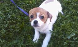 Cute little female chihuahua/pug cross puppy, 4 months old, shots wormed, vet health check.