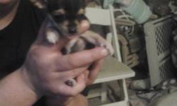 Black and tan female chihuahua puppy $350.00 a hundread dollar non refundable deposit to hold till it is ready in april on thÃ© second. Will some with first shot and vet check and dewormed all donne bye thÃ© vet and collar and Ã  toy and nails clipped and Ã 
