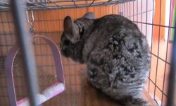 A very cute and friendly female chinchilla for adoption. Snickers is looking for a committed home to adopt her. She comes with cage, food and supplies.