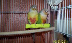 Ready for forever homes
female Cinnamon Turquoise green cheek conures
hand tame little sweethearts
SPRING SALE
$225.00