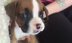 Fancy fawn CKC boxer. Born March 28th ready to go to her forever home May 30th. She is a cuddle bug. Docked, dew clawed, shots, dewormed and CKC paperwork.
This ad was posted with the eBay Classifieds mobile app.