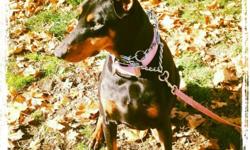 I have a six year old doberman that I can no longer afford to take care of. She is very well behaved and great with kids. She has hypothyroidism so she needs to take a medication called thyroxine which I cant afford to buy. I recently had a baby and times