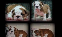 UpstateBulldogs has been established since 2006. We strive to provide top quality english bulldogs for families to love.
All pups come UTD on all shots & wormings, their health/flight certificate, and a written health guarantee along with a lifetime of