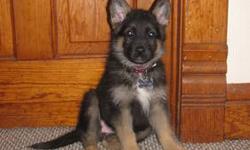 Looking for a loving new home as soon as possible.
A female German Shepherd born February 27, 2013. She is eleven weeks old today!
Her name is Lucy and she came from a litter of ten pups which have been AKC registered. Paperwork is ready for her new