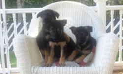 Hello we got 3 female german shepherd puppies for sale puppies are 9 weeks old and have papers these are big bone german shepherds (protect your House)
Price to sell
Please call me at 631-567-0691 if know one picks up please leave a message and we will