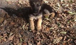 Hello, i have 4 female german shepherd pups available, they are dewormed and have their first shots. They also come with AKC papers with out breading restrictions (You CAN breed if you want to). The parents are on premises. The puppies are all very